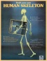 Build Your Own: Human Skeleton