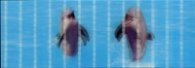 Разделител за книга Dolphins Bookmark [0177]