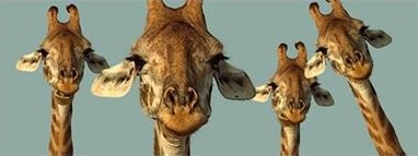 Разделител за книга Giraffe Heads Bookmark [0184]