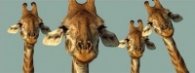 Разделител за книга Giraffe Heads Bookmark [0184]