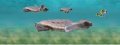 Разделител за книга Baby Turtles Bookmark [0450]