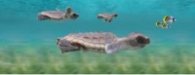 Разделител за книга Baby Turtles Bookmark [0450]
