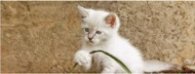 Разделител за книга White Kitty [0726]