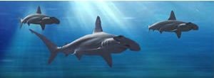 Разделител за книга Hammerhead Sharks Bookmark [0429]