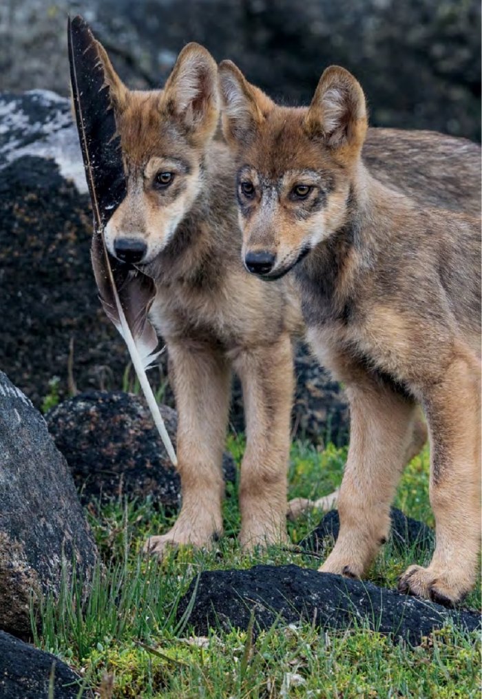 National Geographic България 01/2016