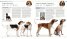The Dog Encyclopedia : The Definitive Visual Guide