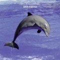 Calendar 2017: Dolphins