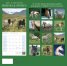 Calendar 2017: Horses & Ponies