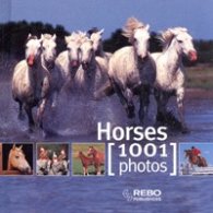 Horses/ 1001 Photos