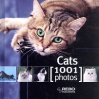 Cats/ 1001 Photos