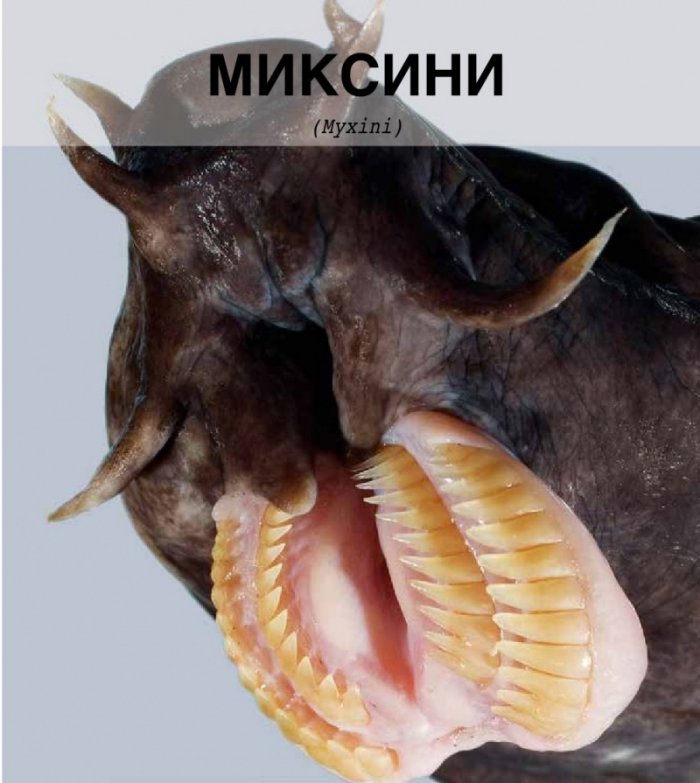 Грозните животни. Не може всички да сме панди
