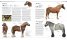 The Horse Encyclopedia