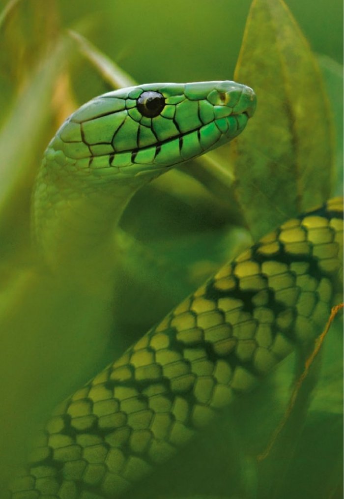 National Geographic 2/2013