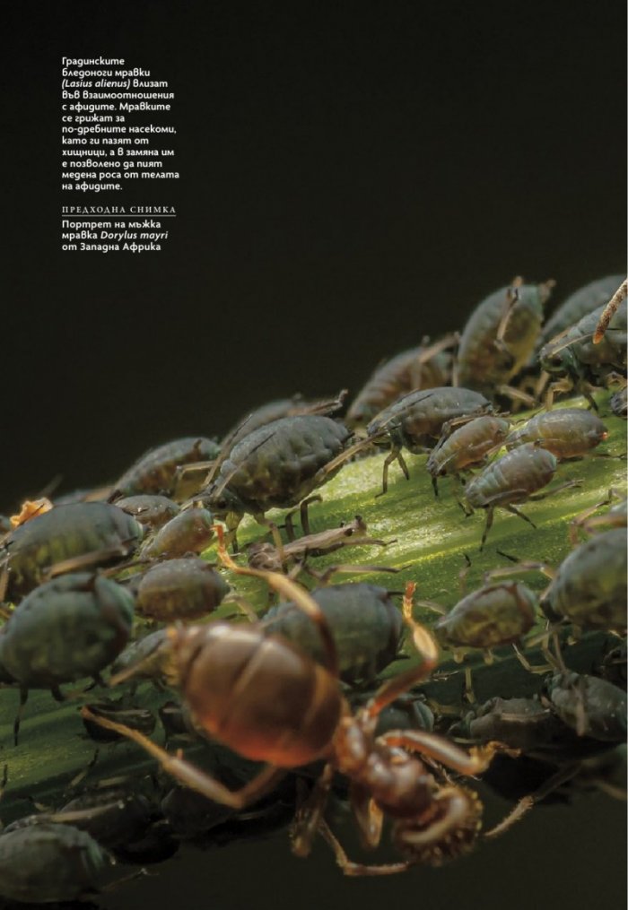 National Geographic България Август/2023