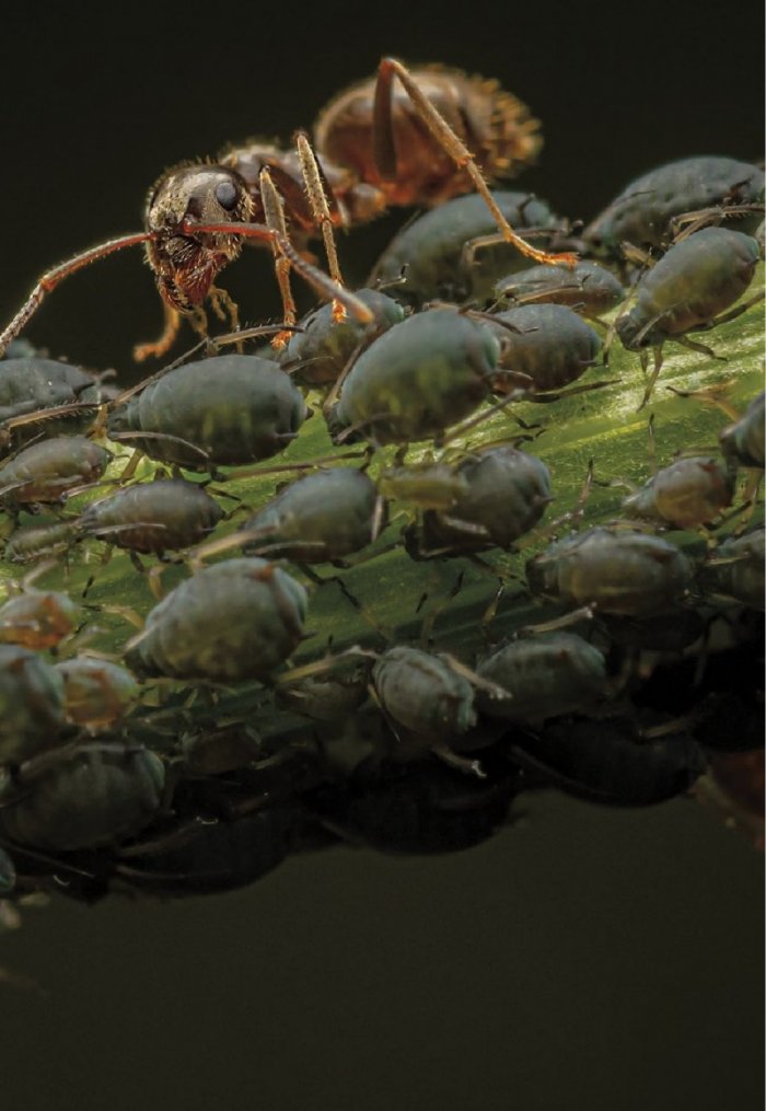 National Geographic България Август/2023