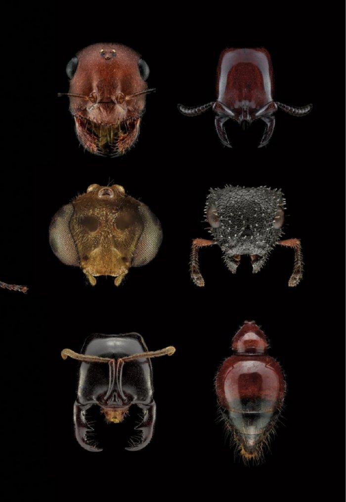 National Geographic България Август/2023