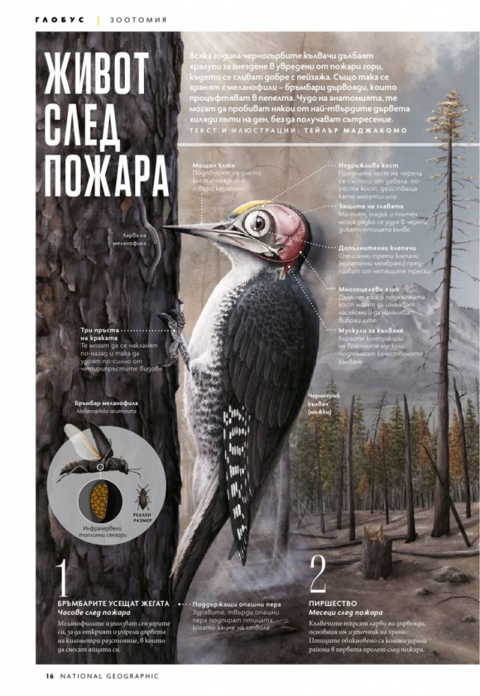 National Geographic България Април/2021