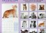 Calendar 2014: Cats & Kittens
