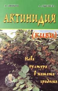 Актинидия /киви/. Нова култура в нашата градина