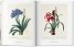 Redoutе. The Book of Flowers