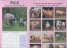 Calendar 2015: Pigs