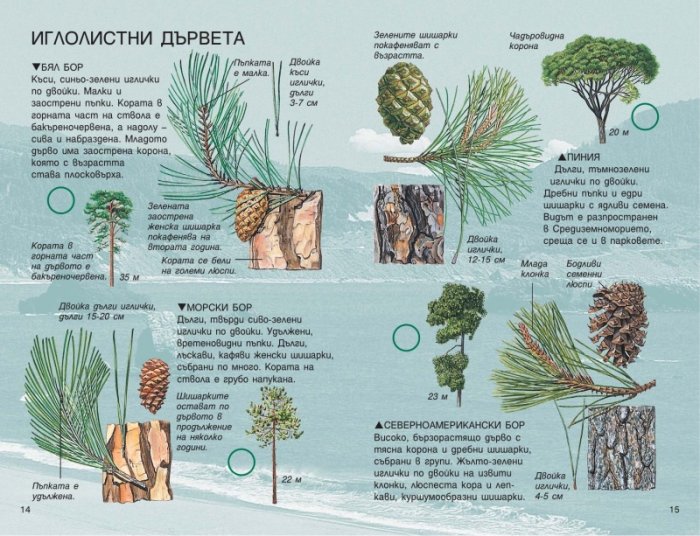Дърветата. Справочник на наблюдателя