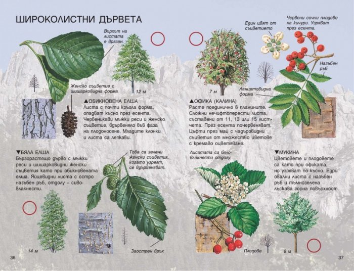 Дърветата. Справочник на наблюдателя